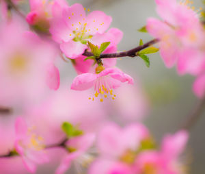 Close-up of pink flowers blooming outdoors