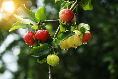 Close-up of red berries growing on tree