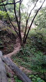 Trees growing in forest