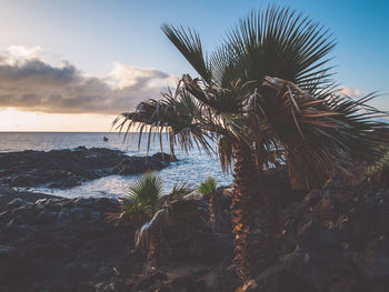 Palm tree by sea against sky