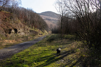 Rear view of horse on road amidst trees
