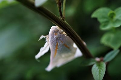 Close-up of planthopper on stem of tree