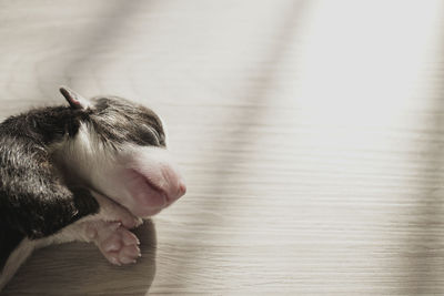 High angle view of dog on hardwood floor