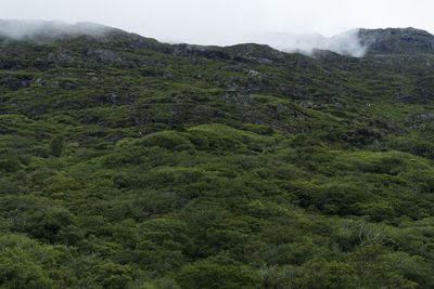 High angle view of lush foliage against sky