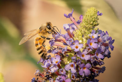 Close-up of bee pollinating on purple flower