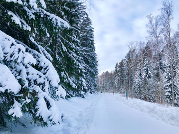 Snow covered land amidst trees against sky