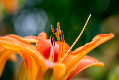 Close-up of orange day lily blooming