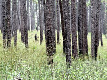 Pine trees in forest