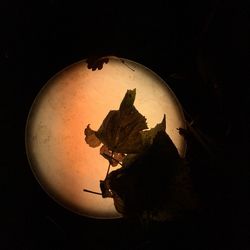 Close-up of silhouette crab on leaf against sky at night