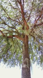 Low angle view of tree against sky