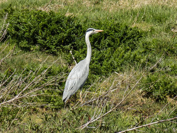 View of a bird on field