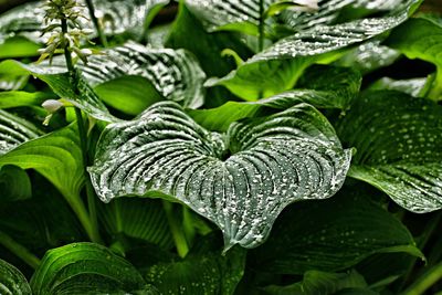 Close-up of raindrops on leaves