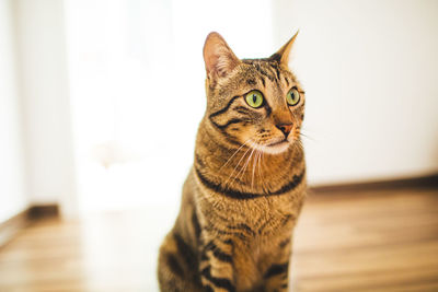 Close-up portrait of a cat