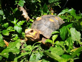 Close-up of turtle on leaves