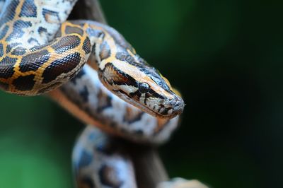 Close-up of snake