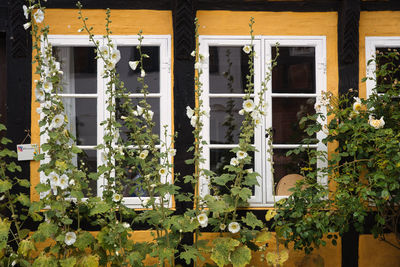 Plants growing outside house