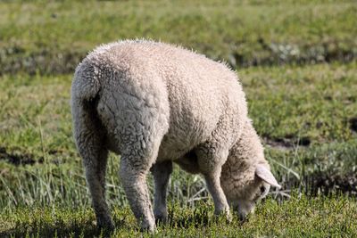 Close-up of sheep standing on field