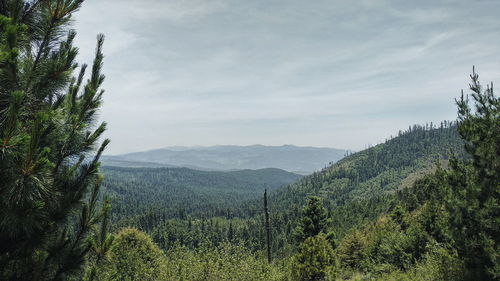 Scenic view of pine trees against sky