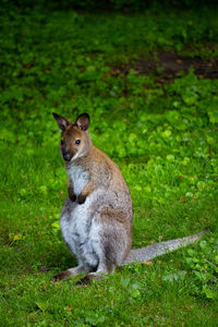 Kangaroo sitting on a field