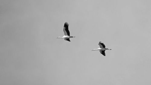 A couple of storks in the sky shooted from low angle. 16x9 black and white photography