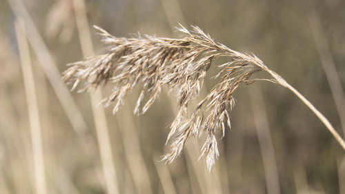 Close-up of plant against blurred background