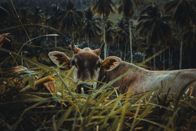 View of an animal on field