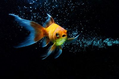 Close-up of fish swimming in sea