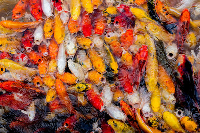 Full frame shot of koi fish in sea