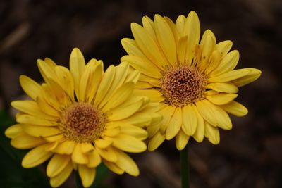 Close-up of yellow flower