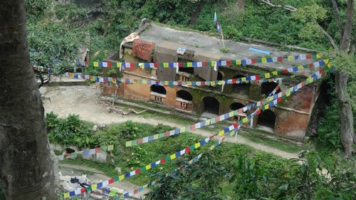 Trees on grassy field