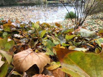 Close-up of plants growing in water