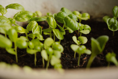 Close-up of fresh green plants