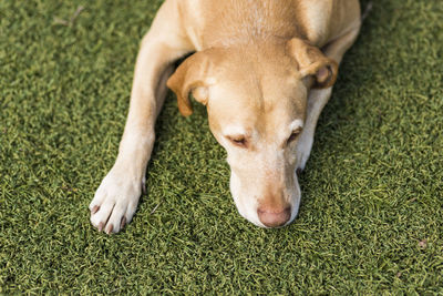 High angle view of dog lying on grass