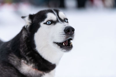 Close-up of dog looking away