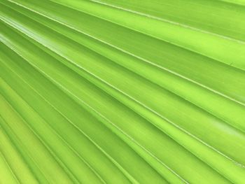 Full frame shot of palm leaves