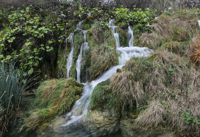 Scenic view of waterfall in forest