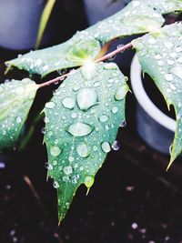 Close-up of raindrops on leaf