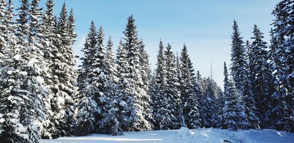 Snow covered pine trees in forest against sky