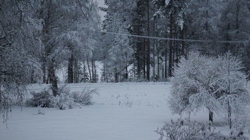 Trees on snow covered field