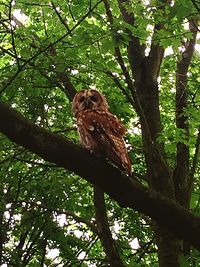 Low angle view of monkey on tree