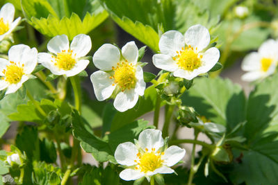 Close-up of flowers blooming outdoors