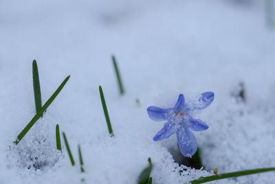 Close-up of frozen plant during winter