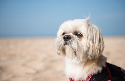 Close-up of dog on beach against clear sky