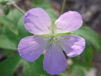 Close-up of purple flowers blooming