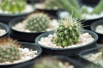 Close-up of succulent plant