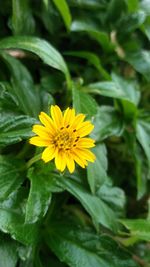 Close-up of yellow flower blooming outdoors