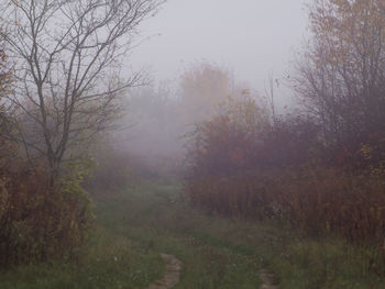 Trees on landscape