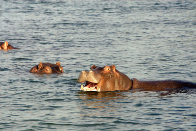 Hippopotamus with calf swimming in lake