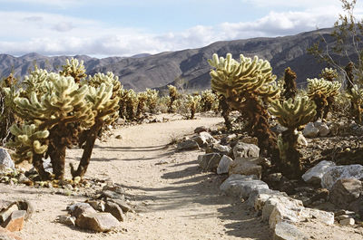 Plants growing on landscape against sky