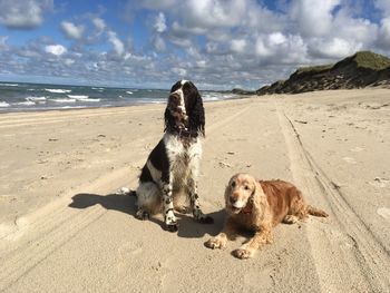 Dog on beach